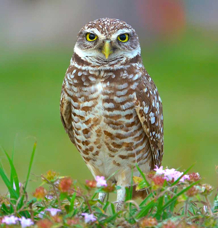 Burrowing Owl